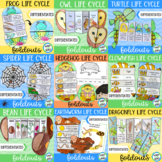 Life cycle foldable activities mega bundle  for different 