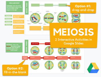 Preview of Meiosis Activity - drag-and-drop and label/describe | REMOTE LEARNING