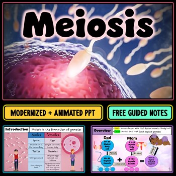 Preview of Meiosis Animated PowerPoint Slideshow