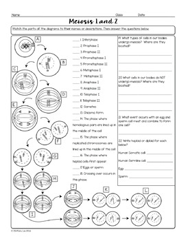 Meiosis Biology Homework Worksheet by Science With Mrs Lau ...