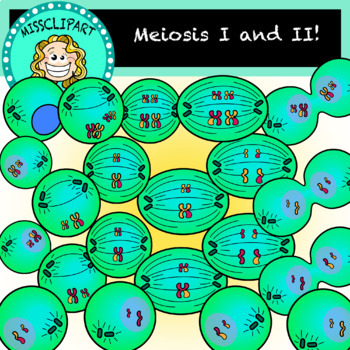Preview of Meiosis Clipart (Color and B&W) {MissClipArt}