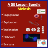 lab assignment 7 meiosis