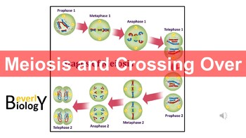 Preview of Meiosis & Crossing Over PowerPoint Presentation (+ free student handout)