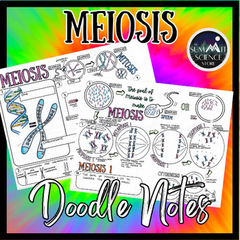 Meiosis Doodle Note Diagram Activity by The Summit Science Store