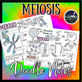 Meiosis Doodle Note Diagram Activity