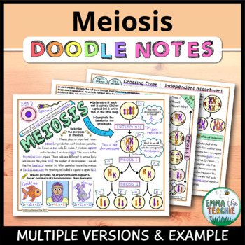 Preview of Meiosis Doodle Notes