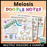 Meiosis Doodle Notes