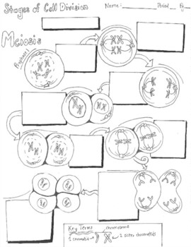Preview of Meiosis Doodle Notes with Key! - Take Notes with Me