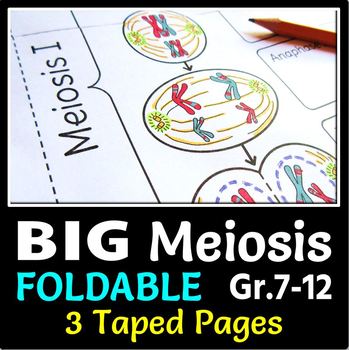 Preview of Meiosis Foldable - Big Foldable for Interactive Notebooks or Binders