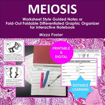 Preview of Meiosis Gamete Reproduction Graphic Organizer Guided Notes (Printable & Digital)