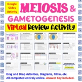 Meiosis & Gametogenesis * Digital Review Activity