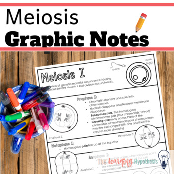Preview of Meiosis Worksheets.  Graphic Organizer.  Digital & Print.  Distance Learning.