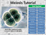 Meiosis Interactive Tutorial