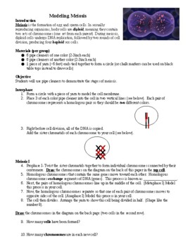 lab assignment 7 meiosis