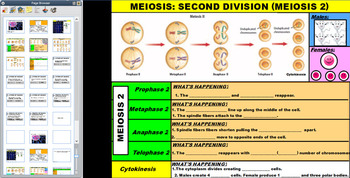 Preview of Meiosis Notes Flipchart