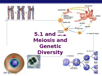 Meiosis Notes 5.1 and 5.2 by Science Corner | TPT