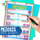 Meiosis One Pager