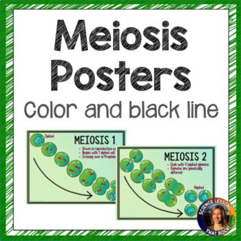 Preview of Meiosis Posters