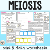 Meiosis - Reading Comprehension Worksheets