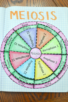 meiosis wheel foldable by math in demand teachers pay