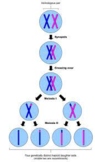 Meiosis Test (Modified)  Google Form 