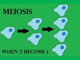 Meiosis - When 2 become 1