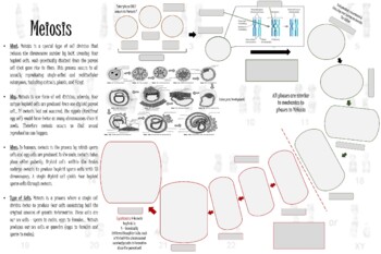 Preview of Meiosis Word Wall (poster 36x24)