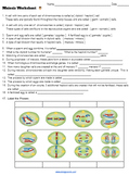 Meiosis Worksheet Teaching Resources | Teachers Pay Teachers