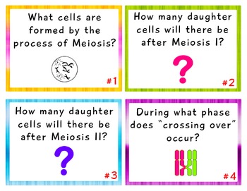 Preview of MEIOSIS and Gametogenesis TASK CARDS with Answer Key
