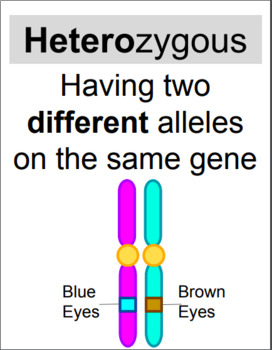 Meiosis and Genetics WORD WALL - English and Spanish | TpT