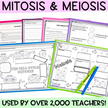 Preview of Meiosis and Mitosis Activity
