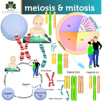 Mitosis Meiosis Cartoon