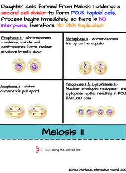 meiosis flip book template