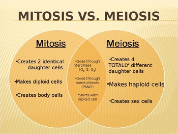 Meiosis notes by Samantha Santiago | TPT