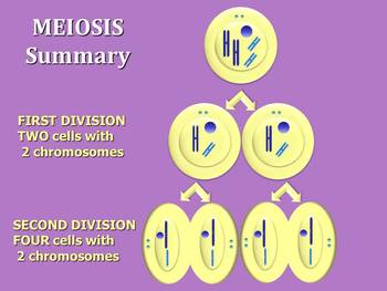 Meiosis-Interactive animated PowerPoint. NEW Updated Teachers Edition