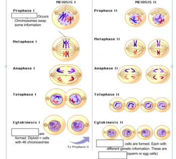 meiosis flip book pdf answers