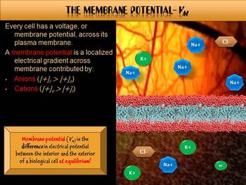Preview of Membrane Potential in a Neuron