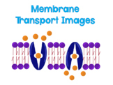 Membrane Transport Clipart