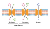 Membrane Transport Systems. Uniport, Symport And Antiport.