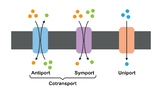 Membrane Transport Systems. Uniport, Symport And Antiport.