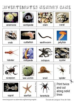 Memory game: English vocabulary about Invertebrates (+ Digital TpT)