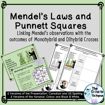 Preview of Mendel's Laws and Punnett Squares - Genetics presentation and notes pages