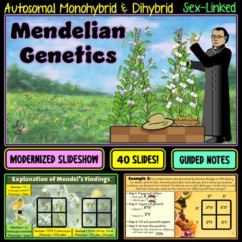 Preview of Mendelian Genetics 3-Lesson PowerPoint (Monohybrid, Dihybrid, Sex-linked Traits)