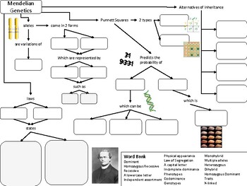 Genetics Concept Map Worksheets Teaching Resources Tpt