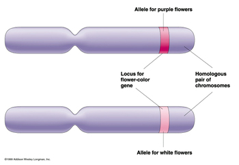 Preview of Mendelian Genetics Unit: Lesson 2: Genes vs. Alleles