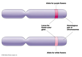 Mendelian Genetics Unit: Lesson 2: Genes vs. Alleles