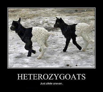 Preview of Mendelian Genetics Unit: Lesson 4: Homozygous & Heterozygous