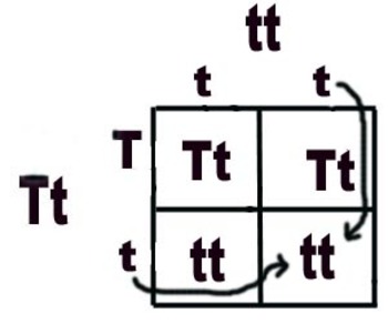 Preview of Mendelian Genetics Unit: Lesson 6: Intro to Punnet Squares