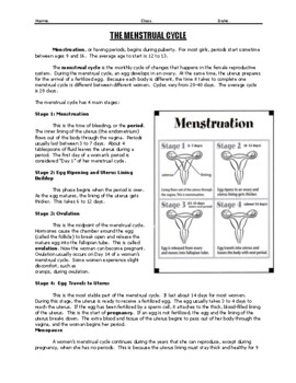 Preview of Menstrual Cycle worksheet