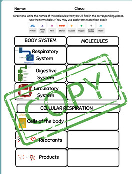 Preview of Metabolism Key Concepts Amplify Worksheet